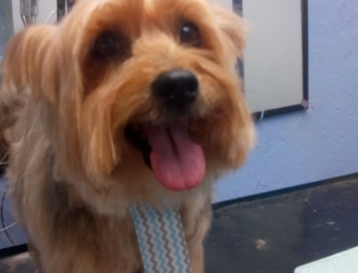 petshop em sao miguel petshop perto de mim petshop em sao miguel perto de mim petshop em sao paulo petshop perto de mim caes gatos cuidado de animais sao miguel 2 1