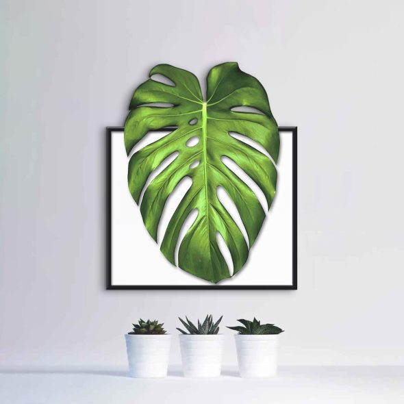 Quadro decorativo Costela de Adão