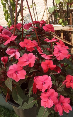 Jardim Decoração Penha – Espaço Garden & Decoração